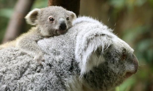 Koala "na barana"