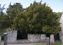 W. Brytania: Najstarsze drzewo zmienia... płeć