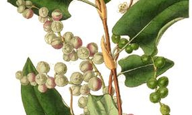 Muehlenbeckia