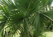 Palma sabalowa