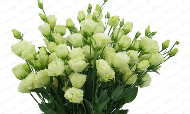 Eustoma