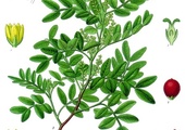 Pistacje