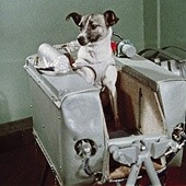 Łajka leciała w kosmos w dość ciasnej kapsule. Chodziło o to, by zestresowany pies nie miał zbyt dużej swobody ruchów. To groziłoby zerwaniem wszczepionych czujników 