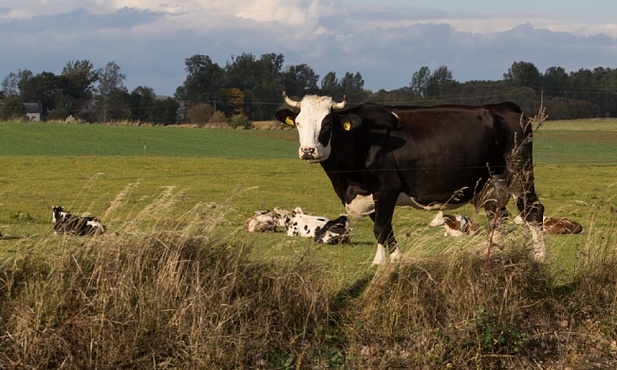 UE nierówno traktuje rolników