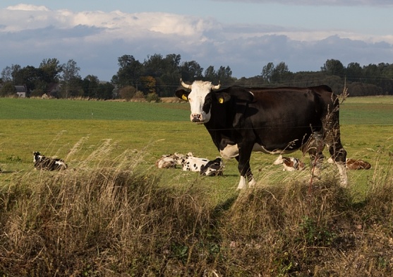 UE nierówno traktuje rolników