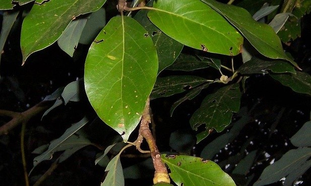 Avocado