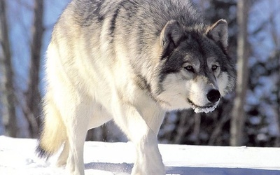 Watahy wilków wracają do Polski