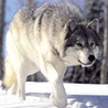 Watahy wilków wracają do Polski