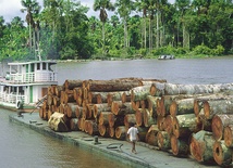 Wskutek promocji biopaliw w Brazylii wycina się lasy tropikalne, a na ich miejsce sadzi rośliny takie jak kukurydza 