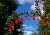 Berberys