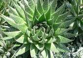 Aloes