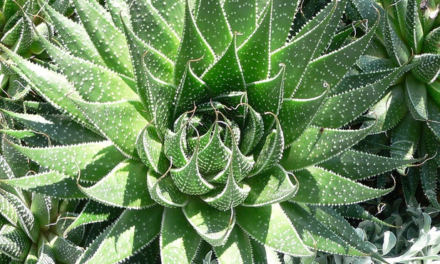 Aloes