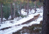Zdjęcie wilka zrobione przez leśniczego w okolicach miejscowości Parchowo na Pomorzu