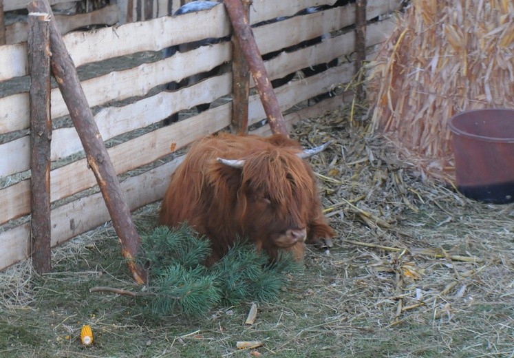 Żywa szopka w Gdowie