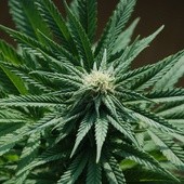 Kanada zalegalizuje marihuanę 