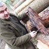 Jacek Todys pokazuje larwy oraz bogato rozgałęzione chodniki korników pod korą świerka