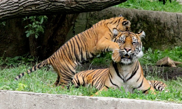Przybyło maluchów w stołecznym zoo