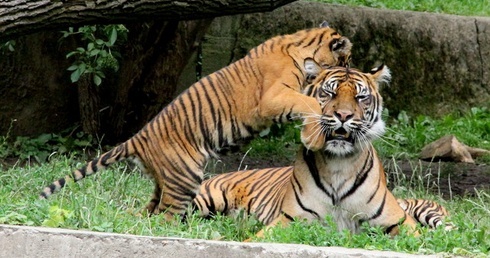 Przybyło maluchów w stołecznym zoo