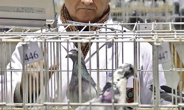 Jan Matys jest sędzią na wystawach gołębi. 10 lat temu tkwił w hali przygnieciony żelastwem