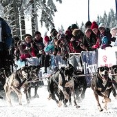  Na Polanę Jakuszycką zjadą w tym roku nie tylko rzesze biegaczy, ale także dziesiątki psich zaprzęgów. To już zimowa tradycja tego miejsca 