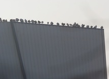 Gołębie czekają na swoich włascicieli na jednej ze ścian zniszczonej hali
