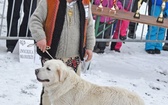 44. Góralski Karnawał w Bukowinie Tatrzańskiej - cz.3