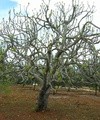 Drzewo figowe