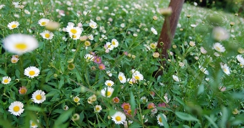 Kwiat prawdę ci powie...