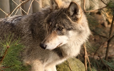 Kto wie, może niebawem na stałe w Puszczy Bolimowskiej zamieszkają wilki