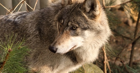Kto wie, może niebawem na stałe w Puszczy Bolimowskiej zamieszkają wilki