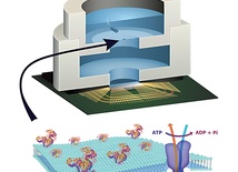 Świat elektroniki i świat biologii do niedawna były oddzielone. Najnowsze odkrycie przekracza jednak tę granicę. Na grafice pokazany jest schemat pierwszego chipa zasilanego biologicznie. Strzałka wskazuje membranę, która działa jak pompa sodowo-potasowa w komórce. 