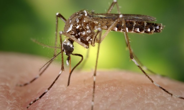 Czechy: 2 przypadki zakażenia wirusem Zika
