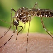 Czechy: 2 przypadki zakażenia wirusem Zika