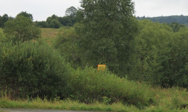Żubry powrócą w dolinę górnego Sanu