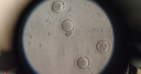 Warszawa nie zapłaci za in vitro
