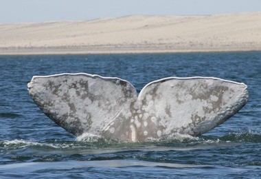 Mleczny wieloryb