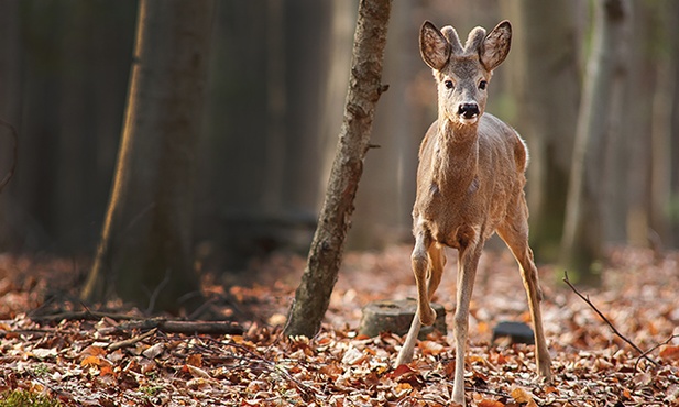 Koziołek