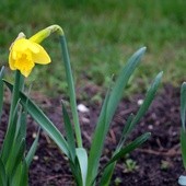 W ciągu trzech lat posadziliśmy 12 tysięcy żonkili