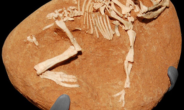 Skamieniałość pisklęcia  protoceratopsa
