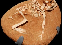 Skamieniałość pisklęcia  protoceratopsa