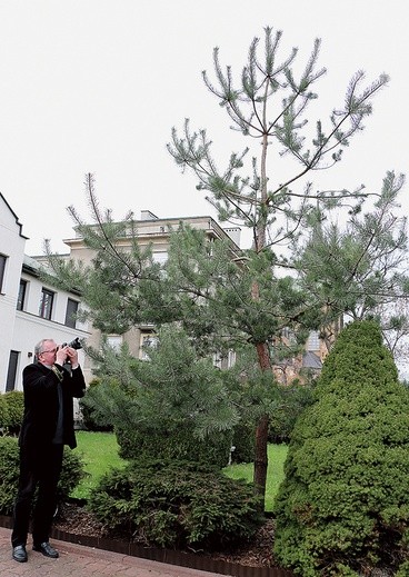 Tę sosnę, jako małe drzewko otrzymane ze szkółki leśnej, posadziliśmy na redakcyjnym podwórku niedługo po tym, gdy zaczęliśmy tworzyć radomskiego „Gościa”. Na zdjęciu jego szef ks. Zbigniew Niemirski. W lokalnej redakcji pracują z nim Krystyna Piotrowska i Marta Deka