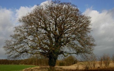 Quercus robur, czyli... Mieszko I