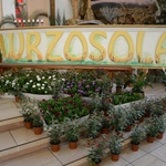 Wrzosola 2016