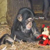 Przytulanka dla szympansa