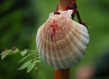 To będzie sobota na Camino