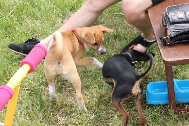 Piknik "Podaj łapę"