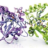 Molekularny model szczepu bakterii Klebsiella pneumonie „New Delhi”, których nie da się zwalczyć antybiotykami należącymi do penicylin, cefalosporyn czy karbapenem.