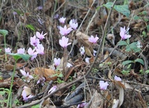 Przemieniająca moc miłości