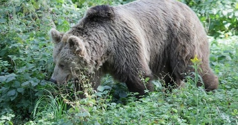 Uwaga, niedźwiedź!