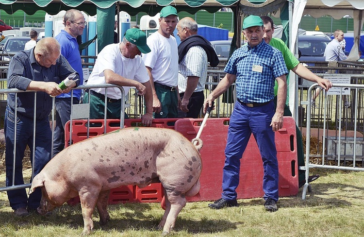 Wystawa rolnicza w Poświętnem